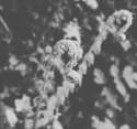 fern.jpg
