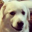 unsure_pupper.jpg