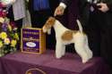 wire-fox-terrier.jpg