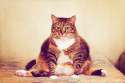 Fatty (57).jpg