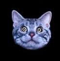 image.gif
