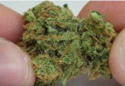 weedthread.png