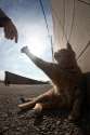 cats4.jpg