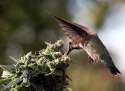 hummingbird.jpg