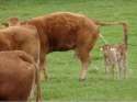 cow.jpg