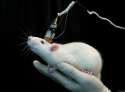 vivisection.jpg