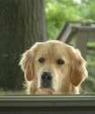 017-dog-memes.jpg