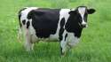 cow1.jpg