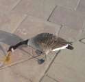 goose vomit.jpg