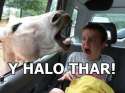 Y halo thar.jpg