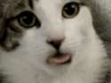 4224CatThatLovesLickingLips.gif