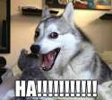 dog says ha.jpg