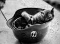 hist-sskitten02a.jpg