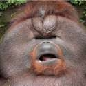 Udel-the-Fat-Orangutan-01-634x634.jpg