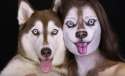 ilana-makeup-artist-looks-like-husky.jpg