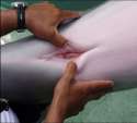 DolphinVagina.jpg