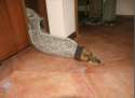 snek.jpg