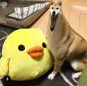 wow incredibel LARGE doggo.jpg