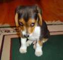 guiltypuppy-300x285.jpg