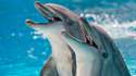 how-smart-dolphins-vi.jpg