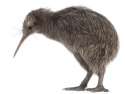 kiwi.jpg