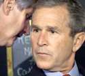 bushybushbush.jpg