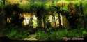HimalayanForestFB_900.jpg