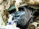 Gorilla-Warfare-18468.jpg