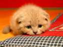 325157-bigthumbnail.jpg