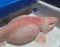 albino zwelhaai.jpg