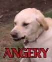 anger.jpg
