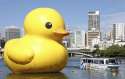 ducky.1252672817681.jpg