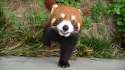 red-panda-gif-wallpaper-3.jpg