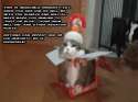 InvincibleImmunityCat.jpg