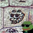 Pepe_Histo.jpg
