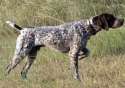 dubs-dog.jpg