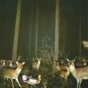 ketchupcatinthewoods.jpg