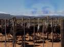 Lord of the Ostriches.png
