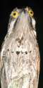 potoo6a.jpg