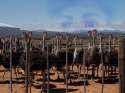 Lord of the Ostriches 2 Return of the Ostrich.png