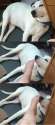 DOGFOOT.png
