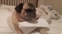 pug.jpg