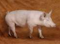 Bacon Order 63.jpg