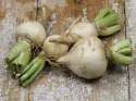 turnips.jpg