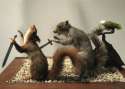 squirrels.jpg