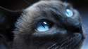 Siamese Cat.jpg