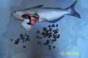 blue cat fish.jpg
