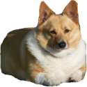 thicc.png