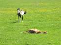 Horse-lying-in-field.gif