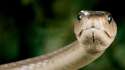 snek.jpg